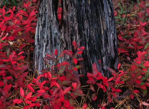 Burnt Pine and Blueberry Saplings, Pine Barrens (MF).jpg Burnt Pine and Blueberry Saplings, Pine Barrens (MF).jpg